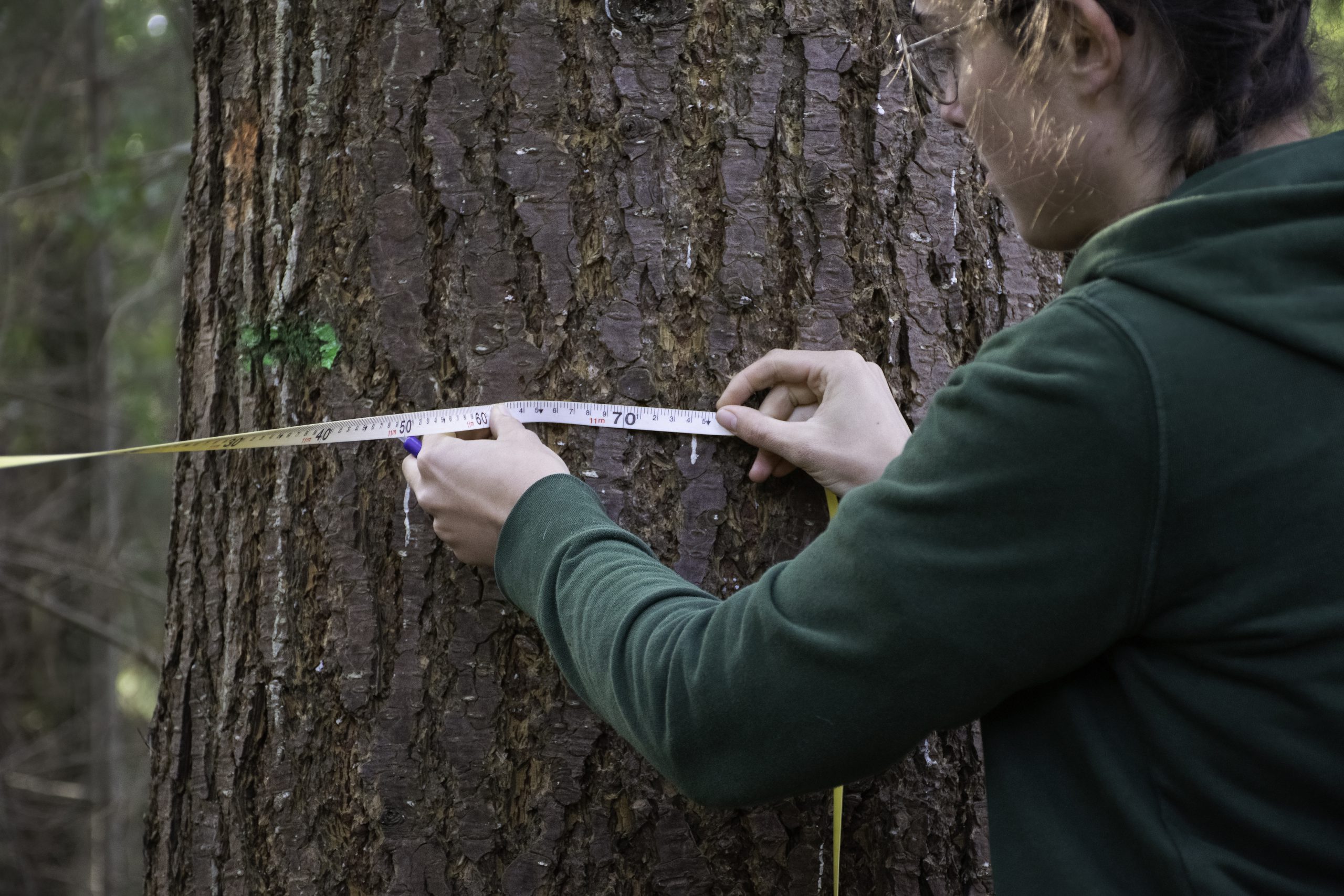 De afstand tussen de bomen meten