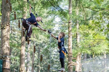 Samenwerken in de bomen