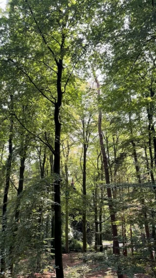 Lekker met de wind in je gezicht! 🌳

#debomenin #klimbos #zipline #klimmen #natuur #genieten