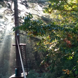 We zijn de komende dagen open van 10.00 tot 18.30 uur, zien we jou ook in de bomen? 🌳

#debomenin #geopend #klimbos #klimmen #leuksteuitje #gezinsuitje